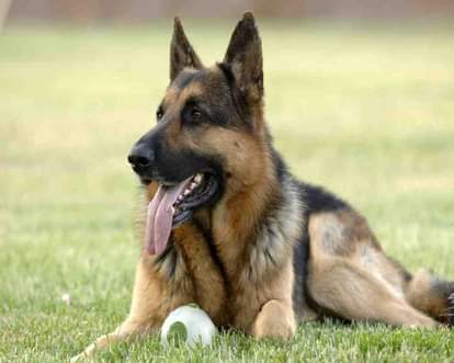 registration must for pet dogs.