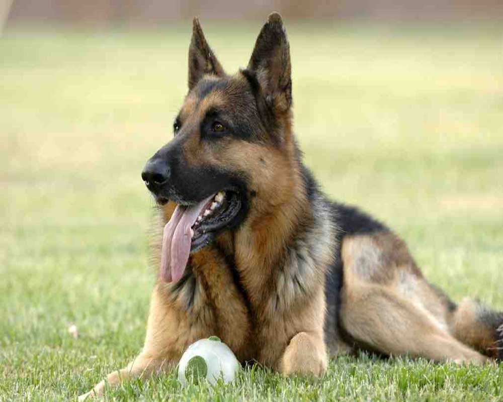 registration must for pet dogs.