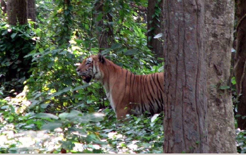 Dudhwa will open on November 15