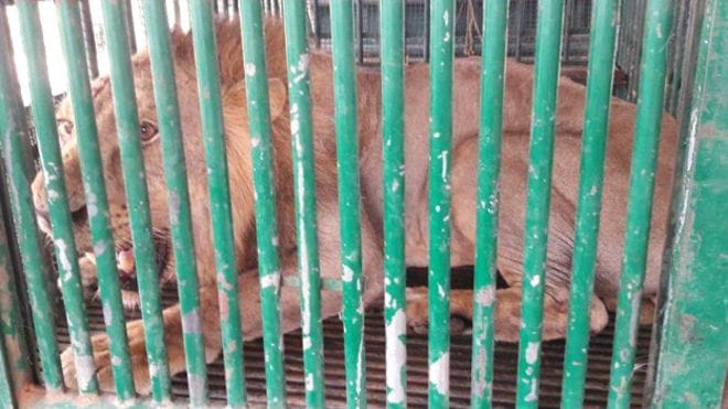 18 lion arrested for hunting human