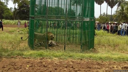 18 lion arrested for hunting human