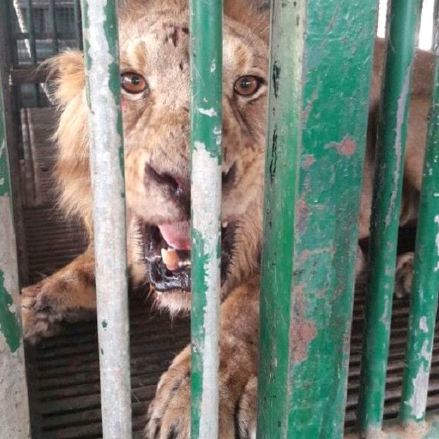 canine distemper is a big danger for asiatic lion