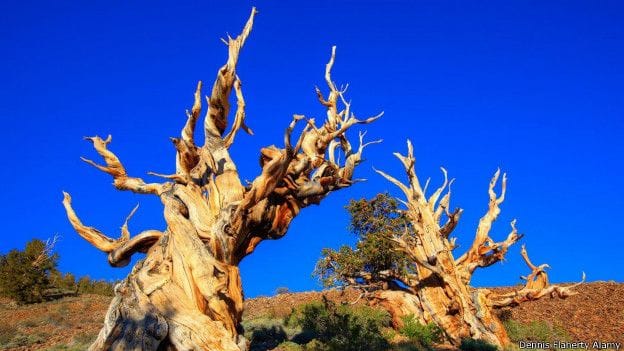 million years old lifeforms