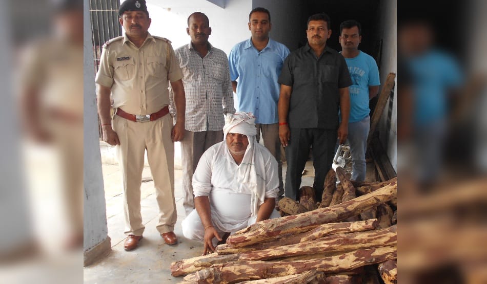4 quintal sandalwood seized from traffickers in bhiwani, 1 arrest