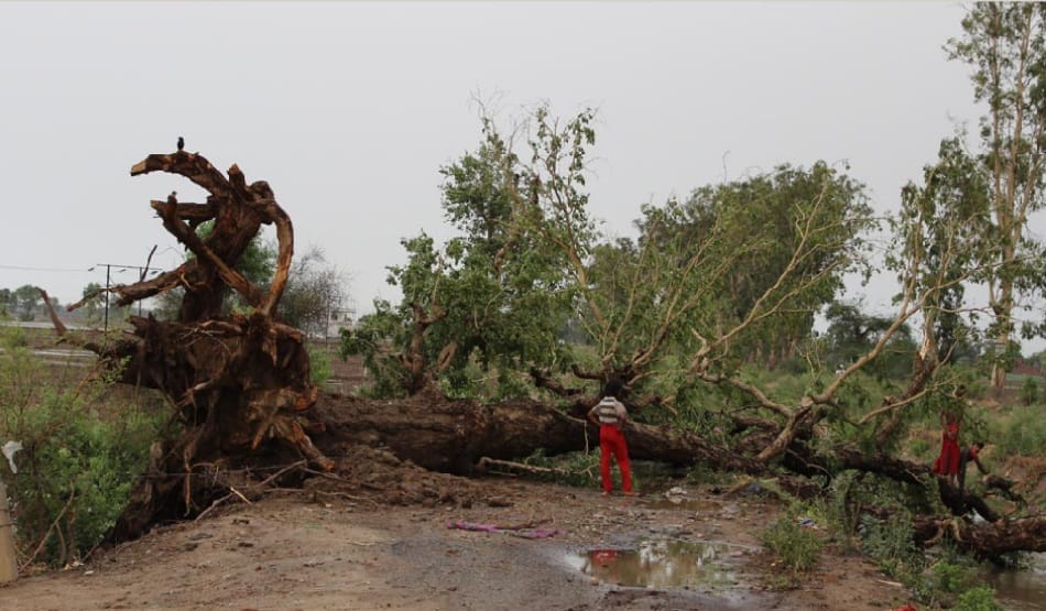 storm and heavy rain in moga, dairy shed dropped, 3 women killed