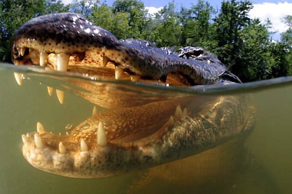 alligator drag two year old child into water