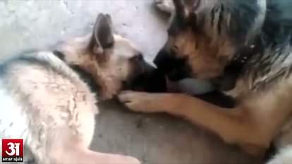 Father Dog Tenderly Licks Mom After She Gave Birth To Puppies