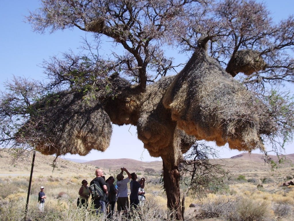 human lives in birds nest