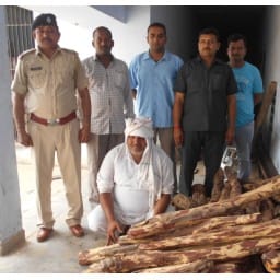 bhiwani news, crime, sandal, wood, four, quintal