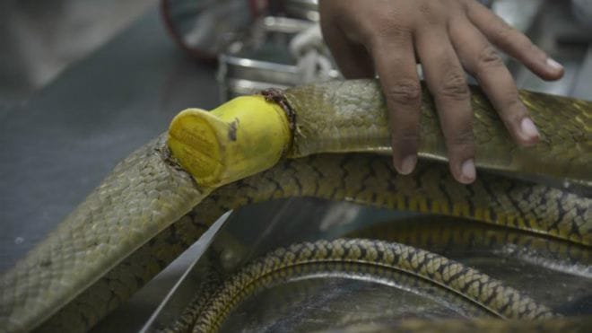 operation of snake in mumbai
