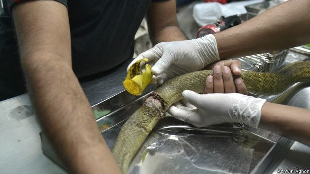 operation of snake in mumbai