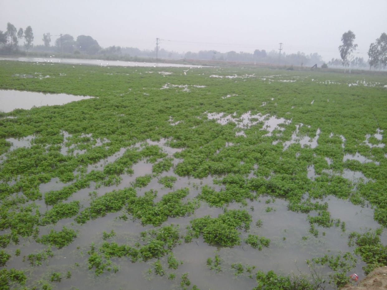 Mentha destroyed in 300 acres due to minor cut