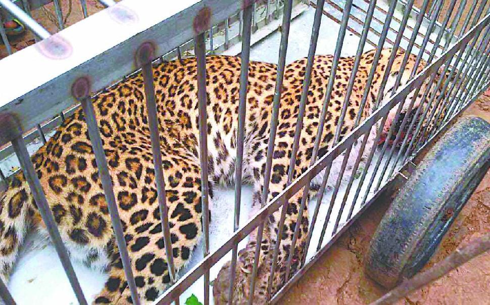 Cowshed leopard entered, including three amputated homeowner