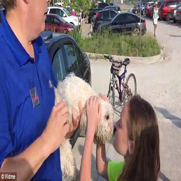Passer-by uses a rock to smash car window and free a dog locked inside during extreme heat  