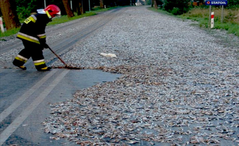  Fish Rain from the Sky for hundred years