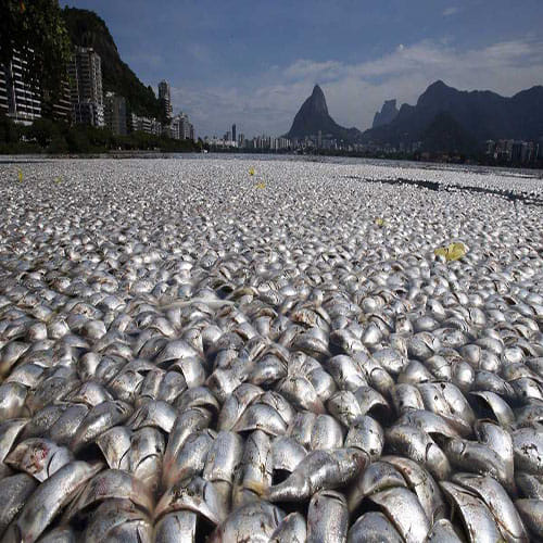  Fish Rain from the Sky for hundred years