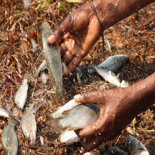  Fish Rain from the Sky for hundred years