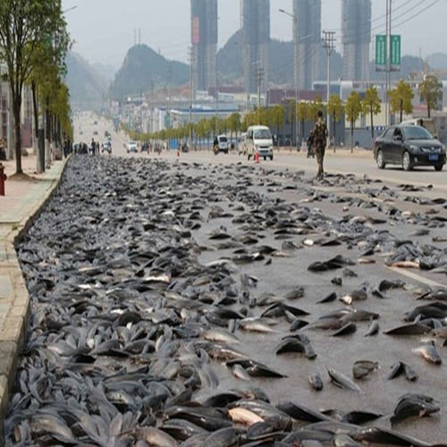  Fish Rain from the Sky for hundred years