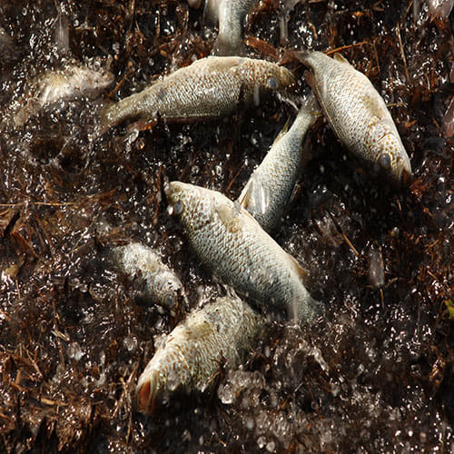  Fish Rain from the Sky for hundred years