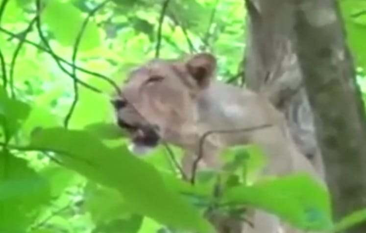 gir: 100 lions are pregnant in gujarat's gir century