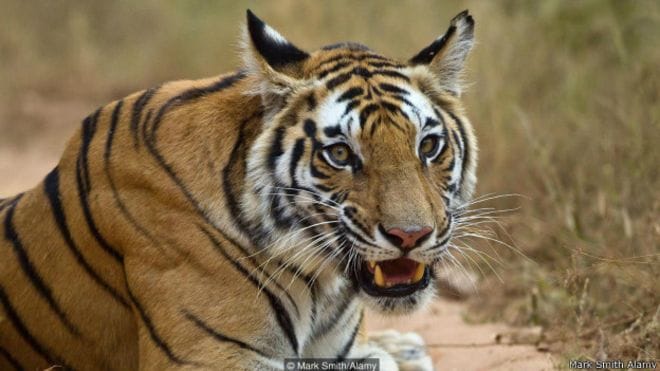 Tiger population grew for the first time in over a century