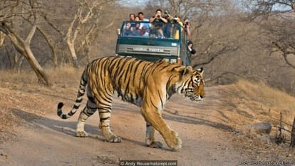 Tiger population grew for the first time in over a century