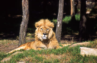 Tiger population grew for the first time in over a century