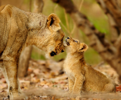 Tiger population grew for the first time in over a century