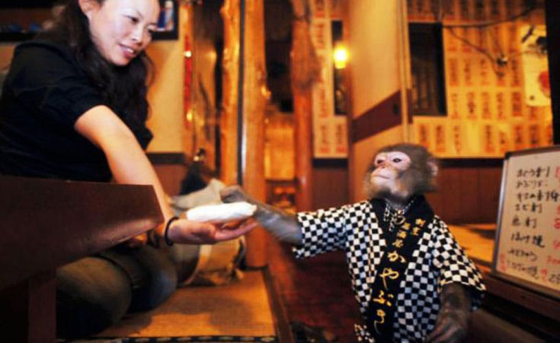 Japan restaurant with monkeys as waiters