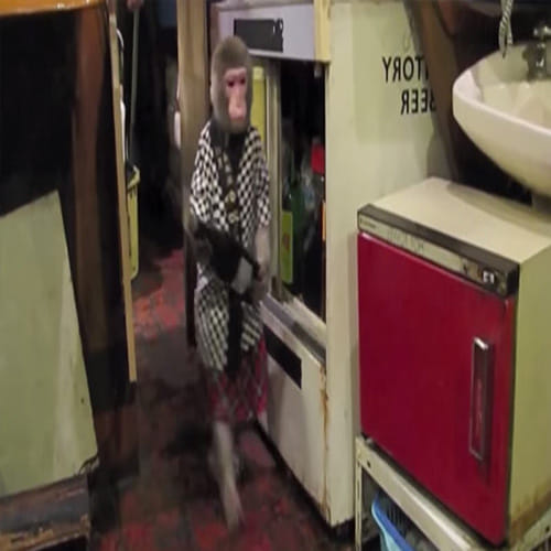 Japan restaurant with monkeys as waiters