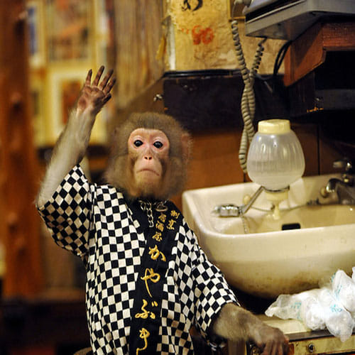 Japan restaurant with monkeys as waiters