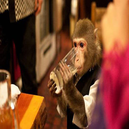 Japan restaurant with monkeys as waiters