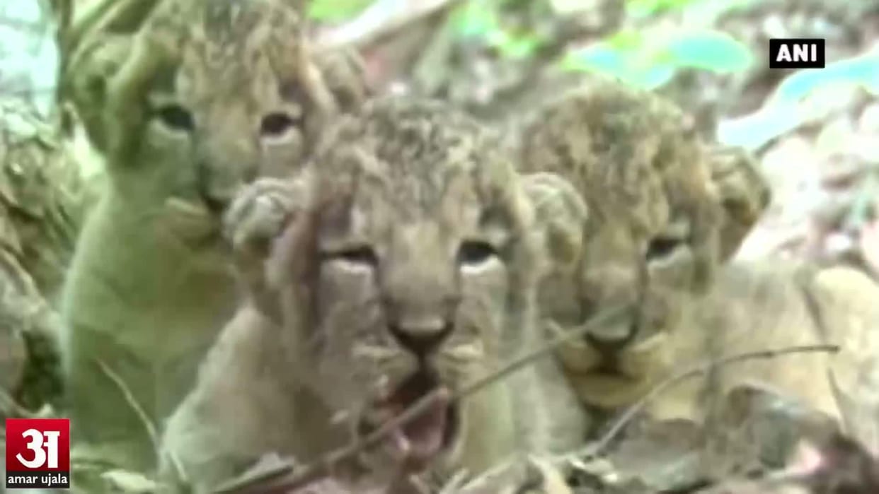 lion monitring after vaccination