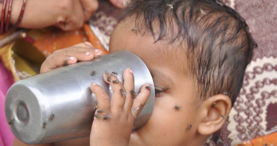 no marriages in karnal village due to terror of house fly in summer season