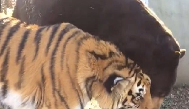 Dread unique relationship between a lion and a giant bear