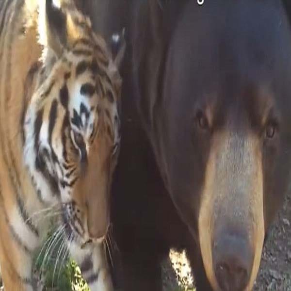 Dread unique relationship between a lion and a giant bear