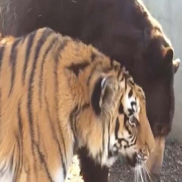 Dread unique relationship between a lion and a giant bear