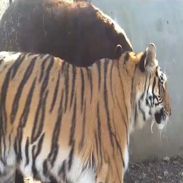 Dread unique relationship between a lion and a giant bear