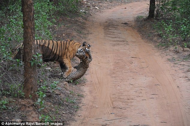 brutal fight between tiger and leopard, leopard lost lives