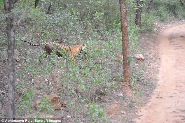 brutal fight between tiger and leopard, leopard lost lives