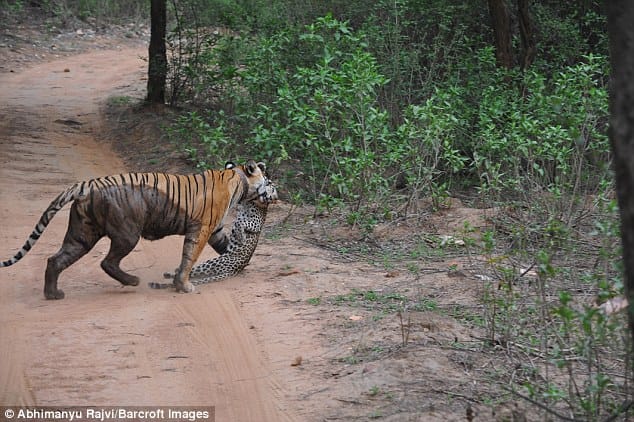 brutal fight between tiger and leopard, leopard lost lives