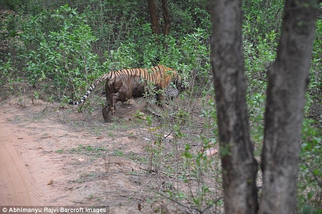 brutal fight between tiger and leopard, leopard lost lives