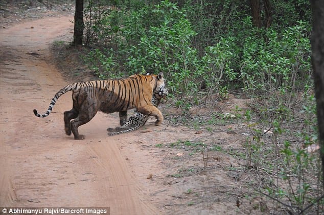 brutal fight between tiger and leopard, leopard lost lives