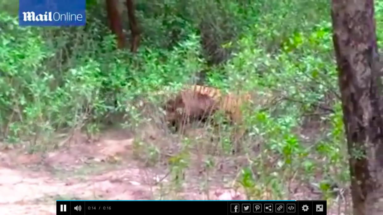 Maglganj come in tiger attack on Nilgai