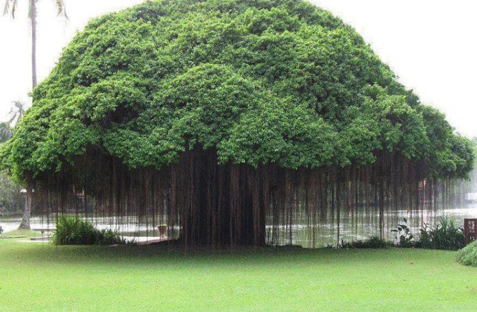 promote greenery