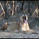 Gujarat villagers stays in queue overnight for cash amidst fear of gir lions