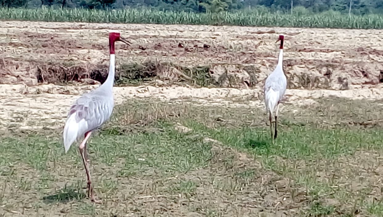 Rajypakshi cranes shot, prosecution