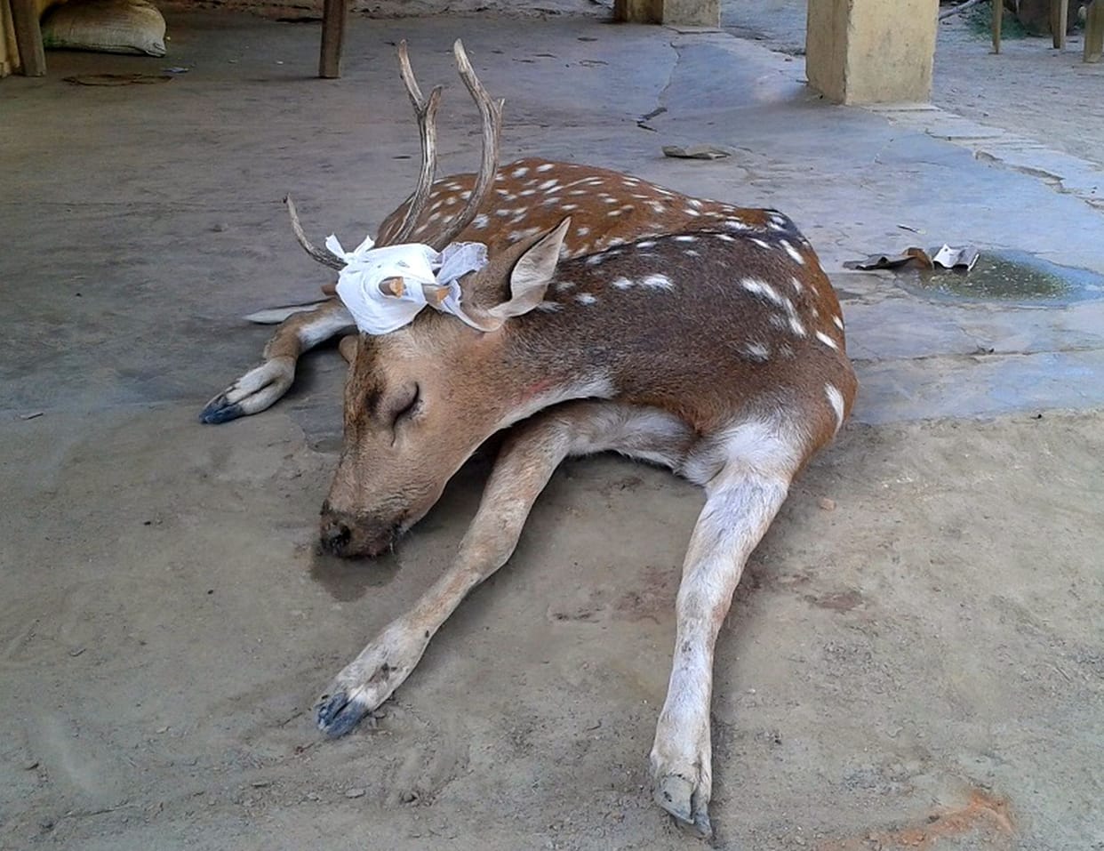 Deer wounded by hunters attack