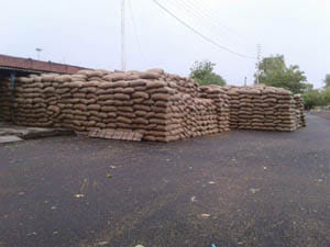 Galla Mandi getting wet tonnes thousands