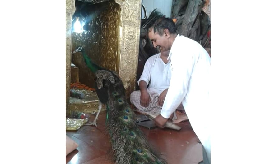 Peacock enters in Baba Balak Nath temple at Hamirpur.